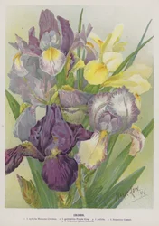 Iris